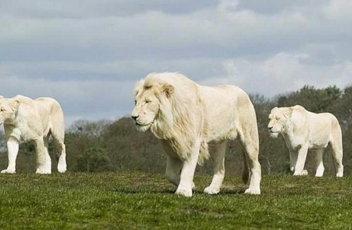 Bu kedi tam 22 bin dolar! 1