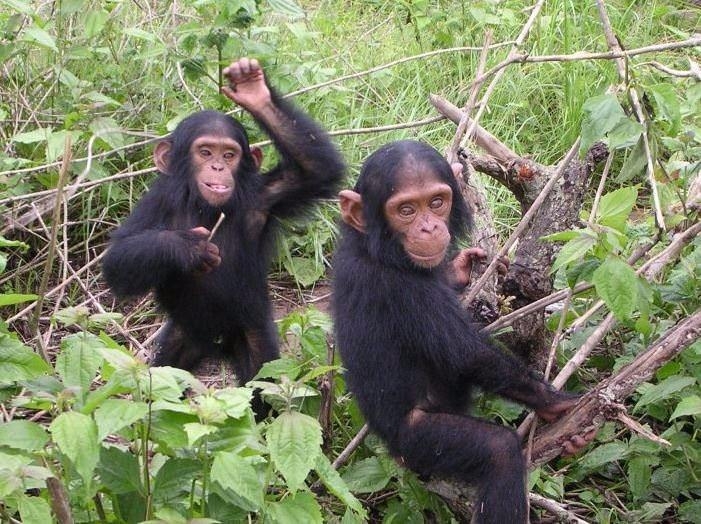 Bu kedi tam 22 bin dolar! 11