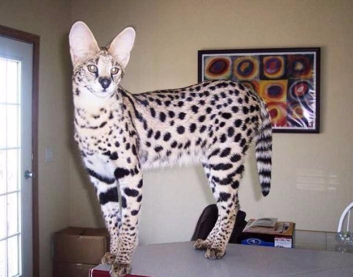 Bu kedi tam 22 bin dolar! 15