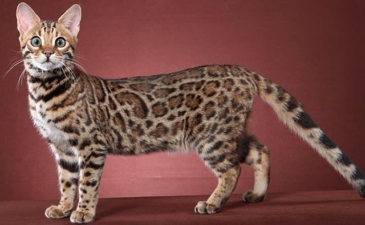 Bu kedi tam 22 bin dolar! 16