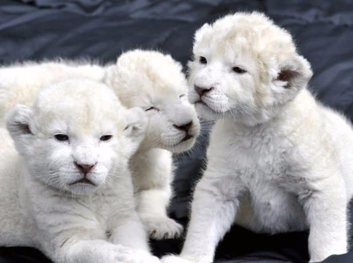 Bu kedi tam 22 bin dolar! 2