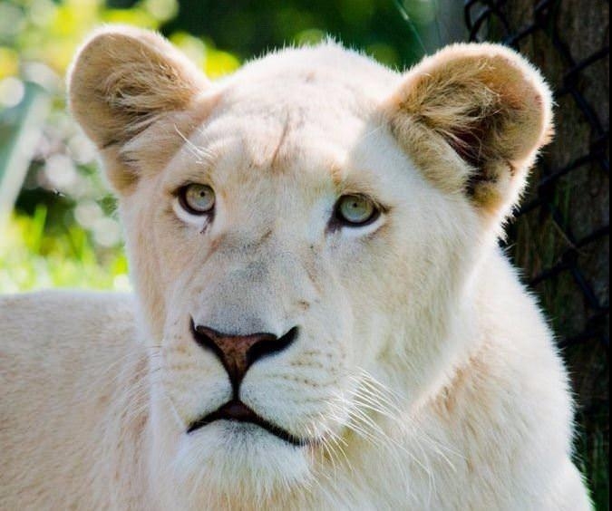 Bu kedi tam 22 bin dolar! 3