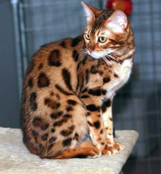 Bu kedi tam 22 bin dolar! 33