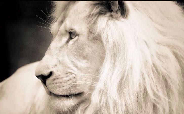 Bu kedi tam 22 bin dolar! 8