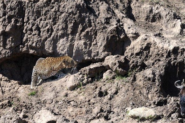 Leoparın inanılmaz av taktiği 1