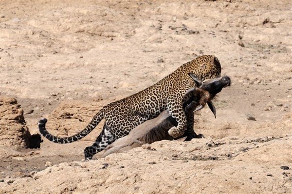 Leoparın inanılmaz av taktiği 10