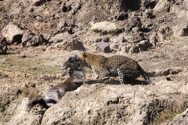 Leoparın inanılmaz av taktiği 11