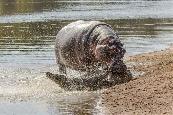 Leoparın inanılmaz av taktiği 12