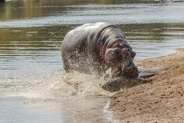 Leoparın inanılmaz av taktiği 14