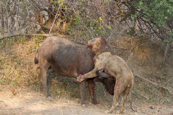 Leoparın inanılmaz av taktiği 20