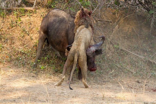 Leoparın inanılmaz av taktiği 22