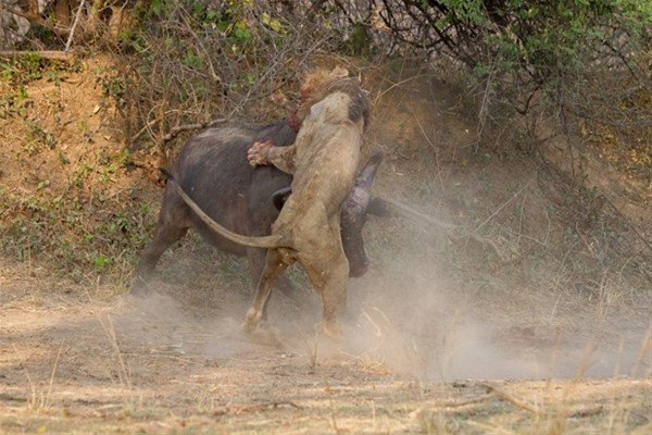 Leoparın inanılmaz av taktiği 24