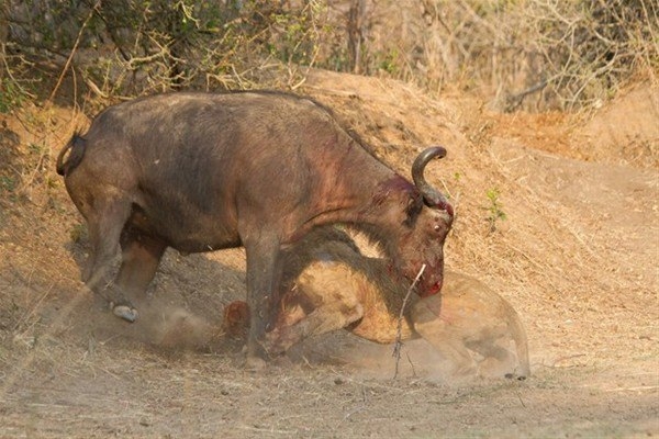 Leoparın inanılmaz av taktiği 28