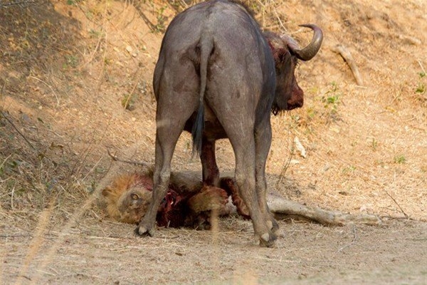 Leoparın inanılmaz av taktiği 29