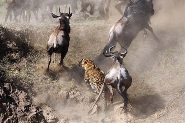 Leoparın inanılmaz av taktiği 3