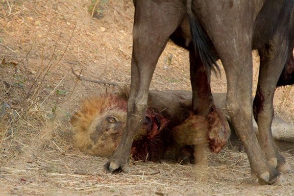 Leoparın inanılmaz av taktiği 30