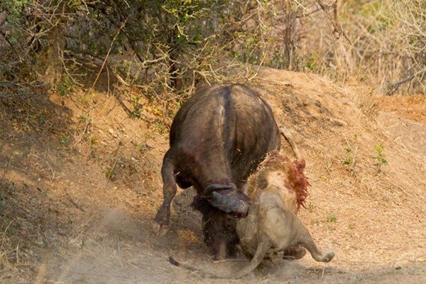 Leoparın inanılmaz av taktiği 31