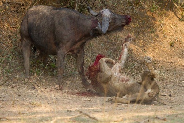 Leoparın inanılmaz av taktiği 35