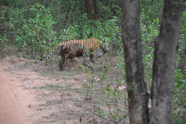 Leoparın inanılmaz av taktiği 37