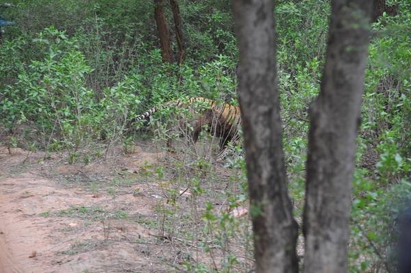 Leoparın inanılmaz av taktiği 38