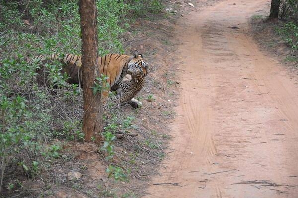 Leoparın inanılmaz av taktiği 39