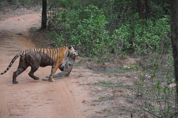Leoparın inanılmaz av taktiği 40