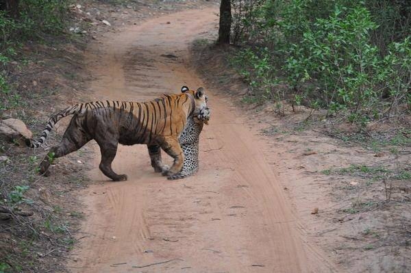 Leoparın inanılmaz av taktiği 41