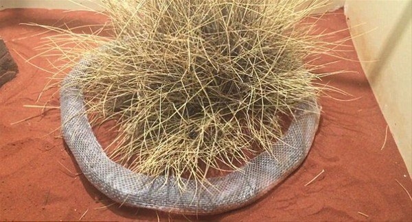 Leoparın inanılmaz av taktiği 42