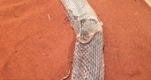 Leoparın inanılmaz av taktiği 44