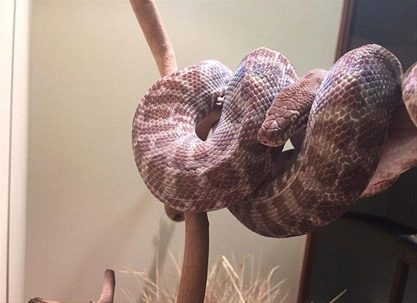 Leoparın inanılmaz av taktiği 45