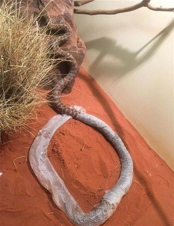 Leoparın inanılmaz av taktiği 46