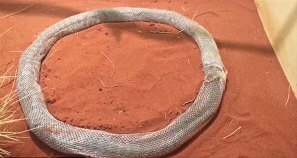 Leoparın inanılmaz av taktiği 48