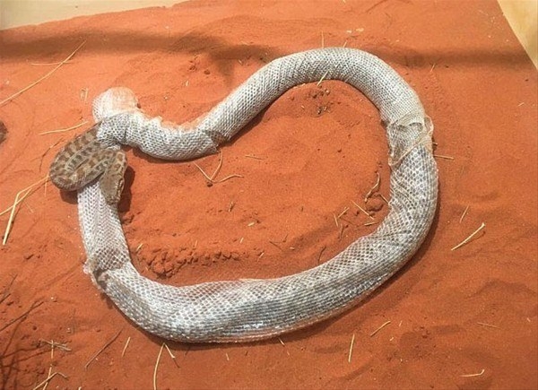 Leoparın inanılmaz av taktiği 49