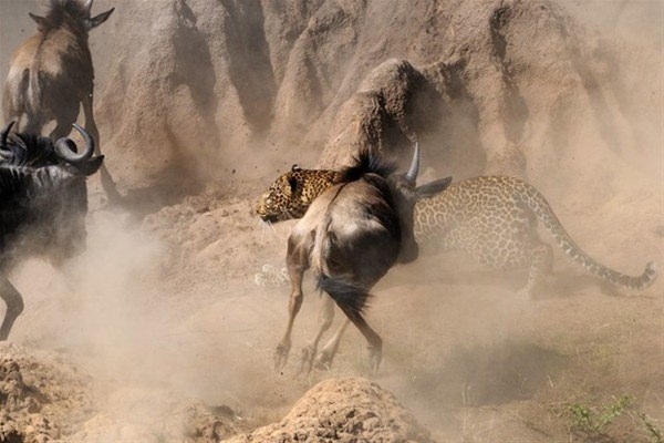 Leoparın inanılmaz av taktiği 5