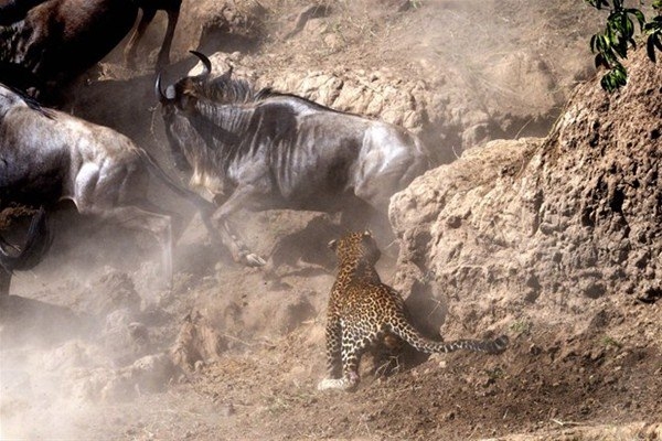 Leoparın inanılmaz av taktiği 6