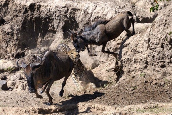 Leoparın inanılmaz av taktiği 7