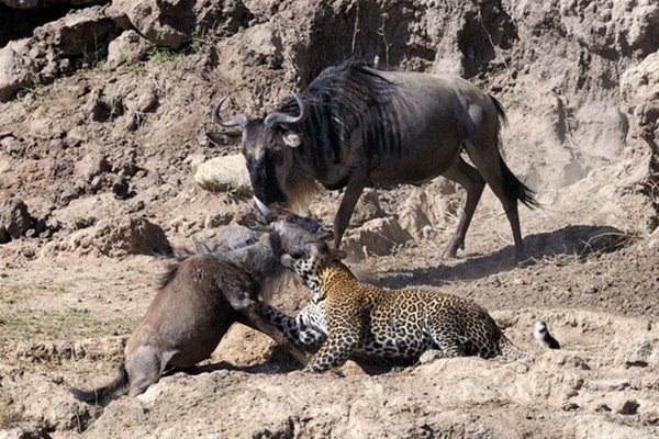 Leoparın inanılmaz av taktiği 8