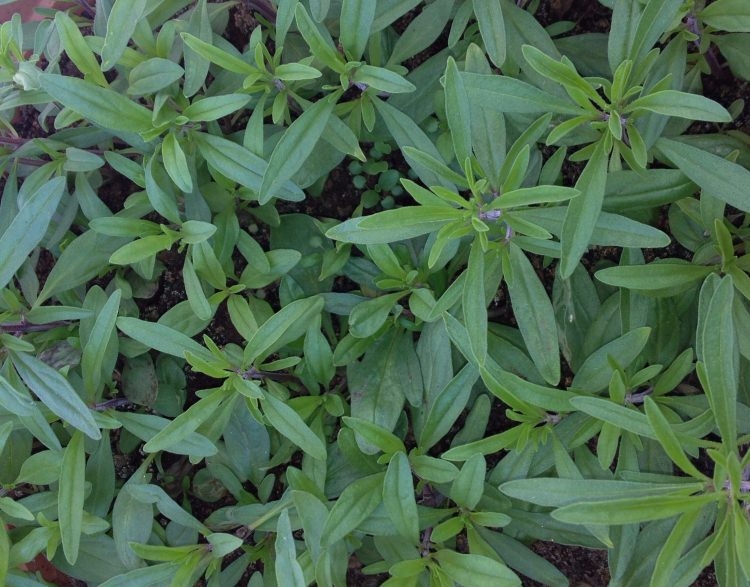 Peygamber Efendimizin en sevdiği içecek... 35