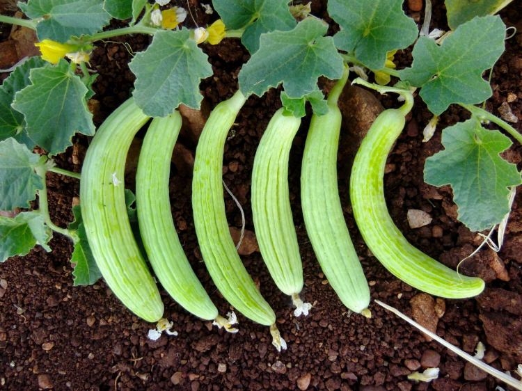 Peygamber Efendimizin en sevdiği içecek... 51