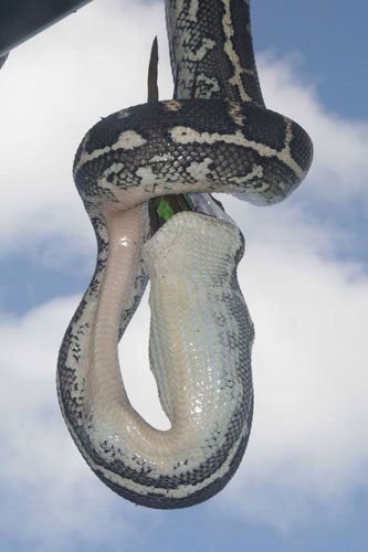 Başka yerde göremessiniz 18