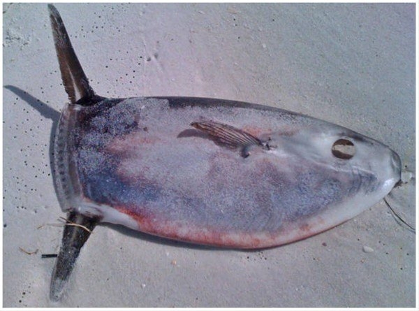 Başka yerde göremessiniz 2