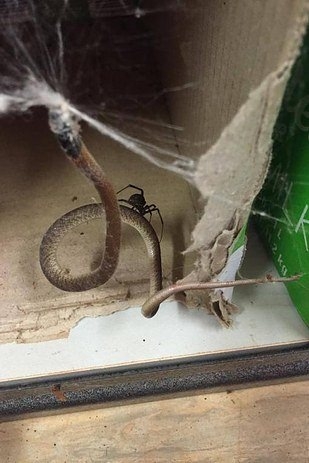 Başka yerde göremessiniz 31