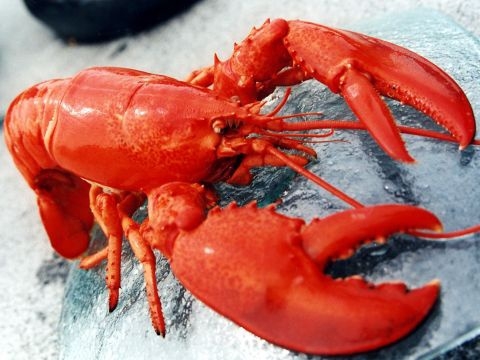 Birbirinden ilginç şaşırtıcı bilgiler 10