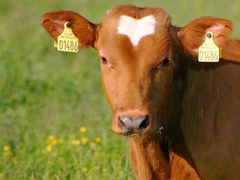 Birbirinden ilginç şaşırtıcı bilgiler 13