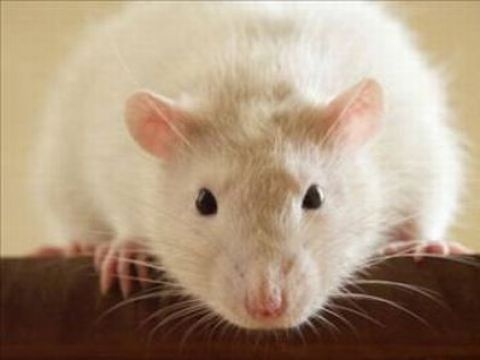 Birbirinden ilginç şaşırtıcı bilgiler 18