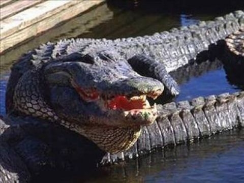 Birbirinden ilginç şaşırtıcı bilgiler 19