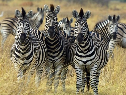 Birbirinden ilginç şaşırtıcı bilgiler 21