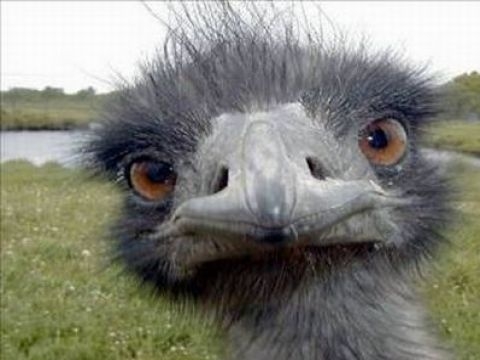 Birbirinden ilginç şaşırtıcı bilgiler 29