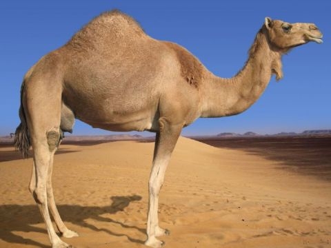 Birbirinden ilginç şaşırtıcı bilgiler 5