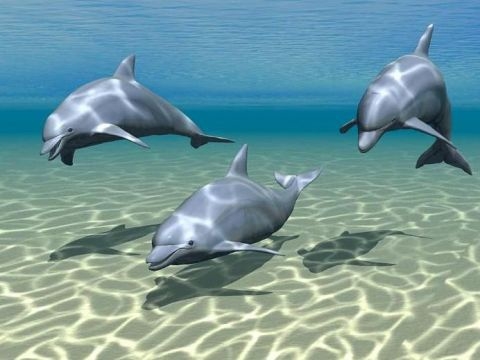 Birbirinden ilginç şaşırtıcı bilgiler 6